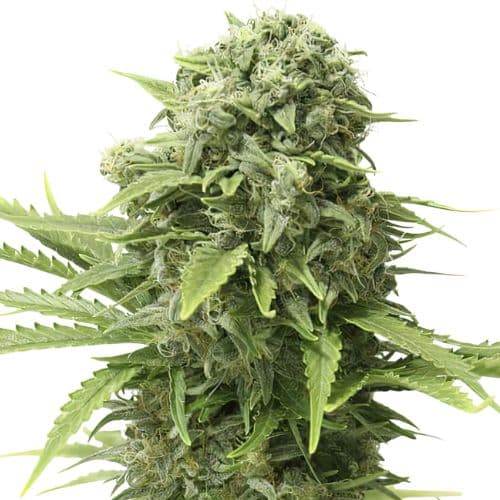 Embalaje de semillas de cannabis Mac 1 — Royal King Seeds España