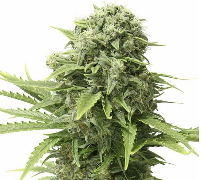 Embalaje de semillas de cannabis Mandala #1 — Royal King Seeds España