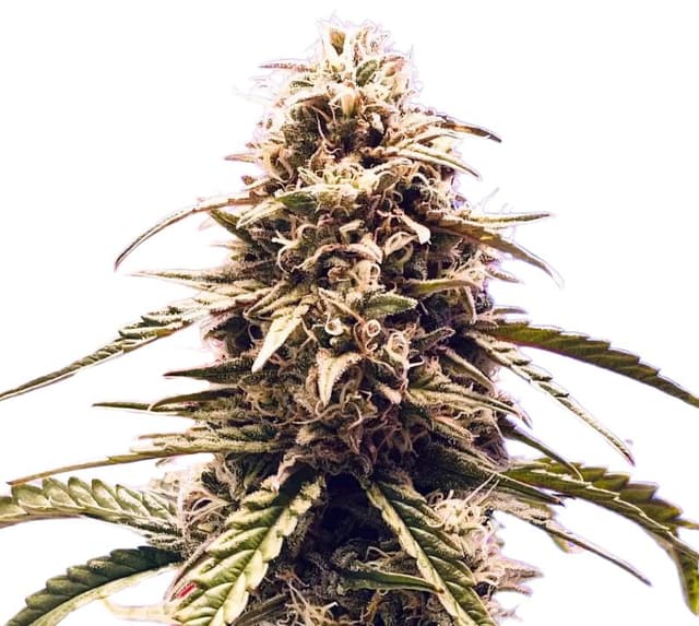 Embalaje de semillas de cannabis Misty Kush — Royal King Seeds España