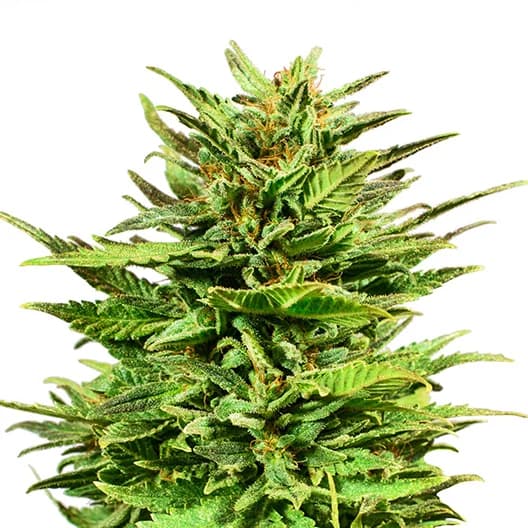 Embalaje de semillas de cannabis Mr. Tusk — Royal King Seeds España