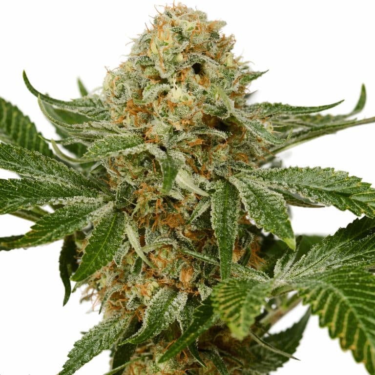 OG Kush Feminized