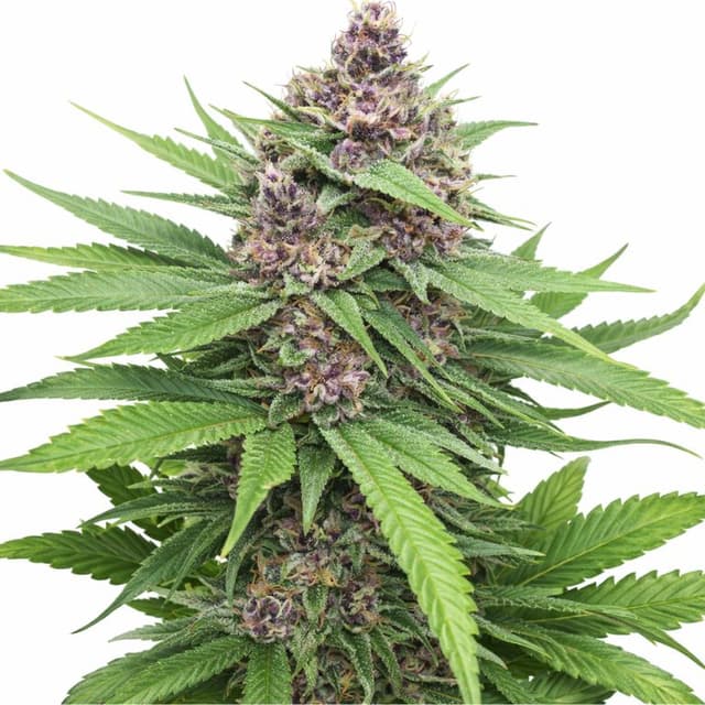 Embalaje de semillas de cannabis Plushberry — Royal King Seeds España