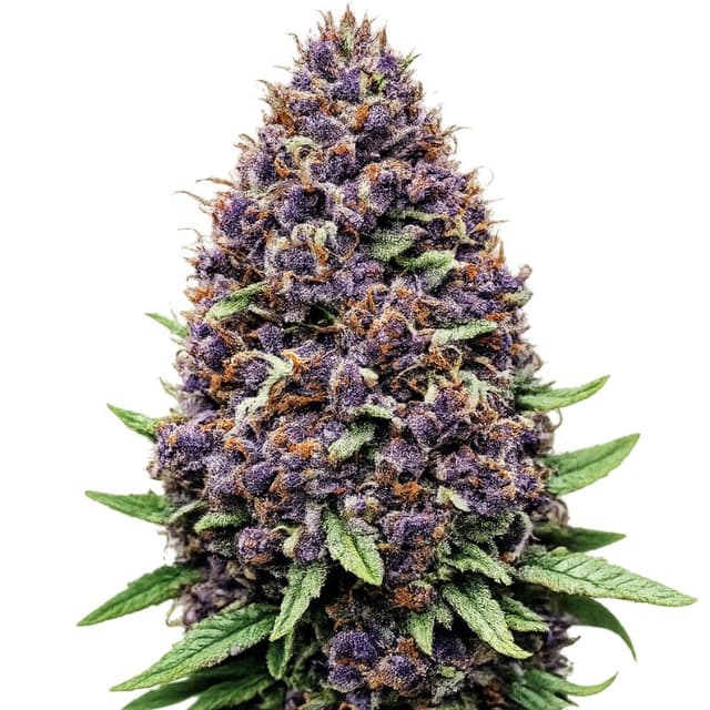 Embalaje de semillas de cannabis Purple OG — Royal King Seeds España