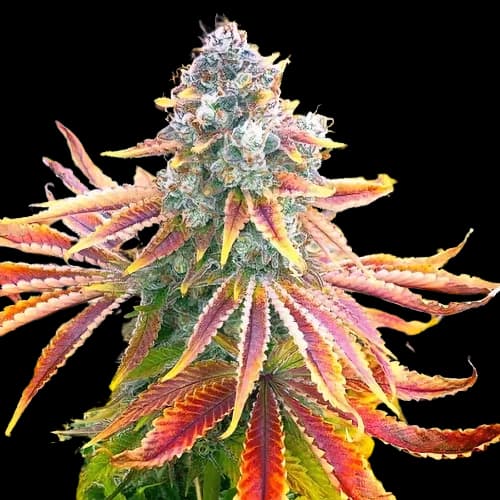 Embalaje de semillas de cannabis Rainbow — Royal King Seeds España