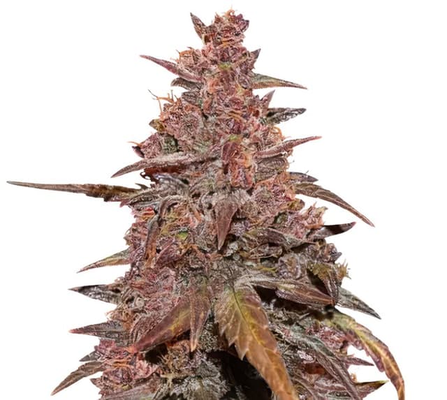 Embalaje de semillas de cannabis Red Congolese — Royal King Seeds España
