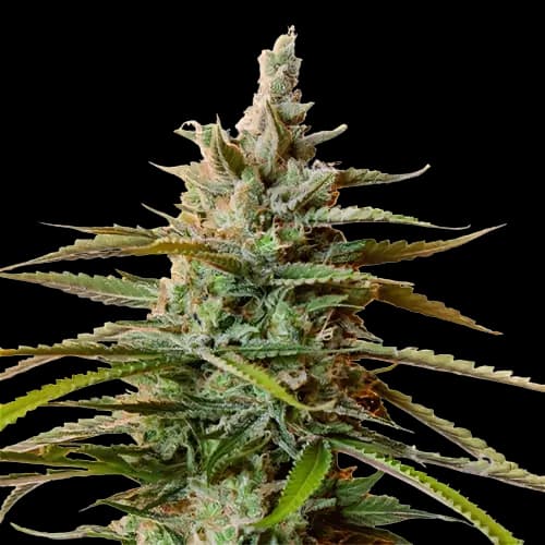 Embalaje de semillas de cannabis Rockstar — Royal King Seeds España