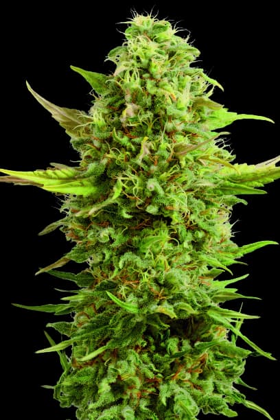 Embalaje de semillas de cannabis Royal Kush — Royal King Seeds España
