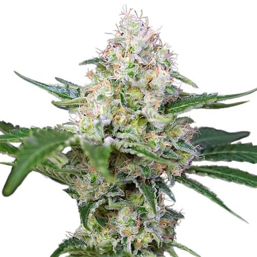 Embalaje de semillas de cannabis Runtz — Royal King Seeds España
