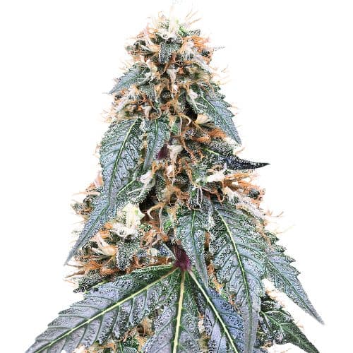 Embalaje de semillas de cannabis Somango — Royal King Seeds España