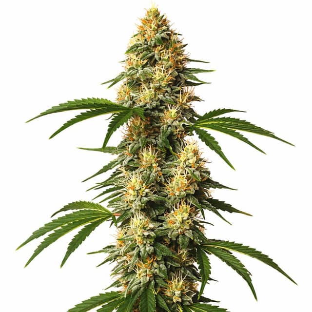 Embalaje de semillas de cannabis Sour Kush — Royal King Seeds España