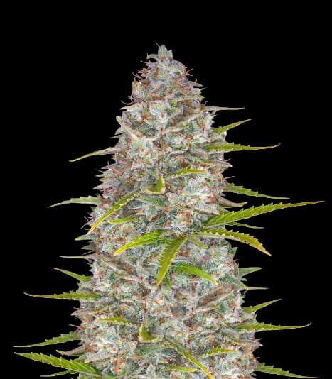 Embalaje de semillas de cannabis StarBud — Royal King Seeds España