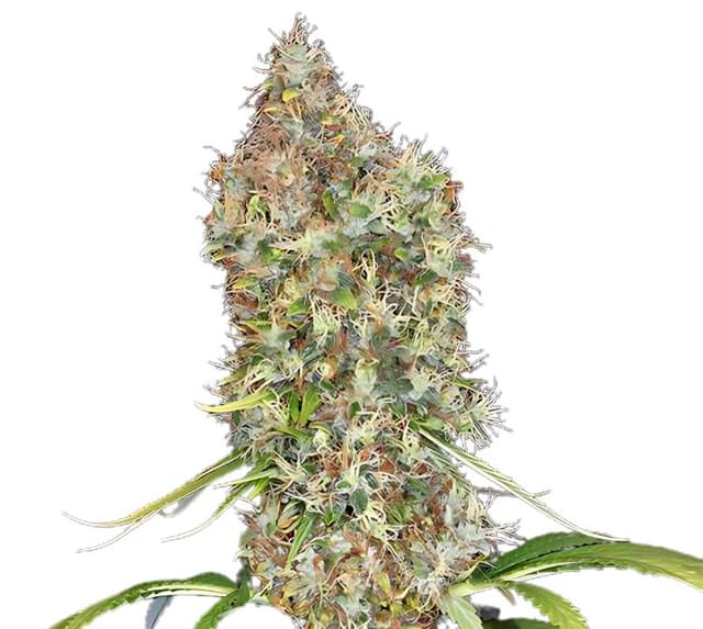 Embalaje de semillas de cannabis Super Bud — Royal King Seeds España