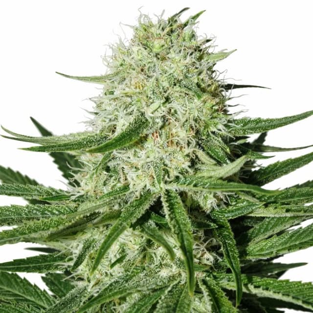Embalaje de semillas de cannabis Suzy Q CBD — Royal King Seeds España