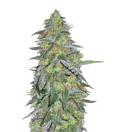 Embalaje de semillas de cannabis Tangilope — Royal King Seeds España