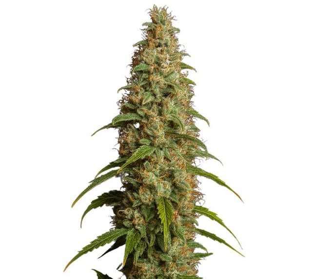 Embalaje de semillas de cannabis Thai — Royal King Seeds España