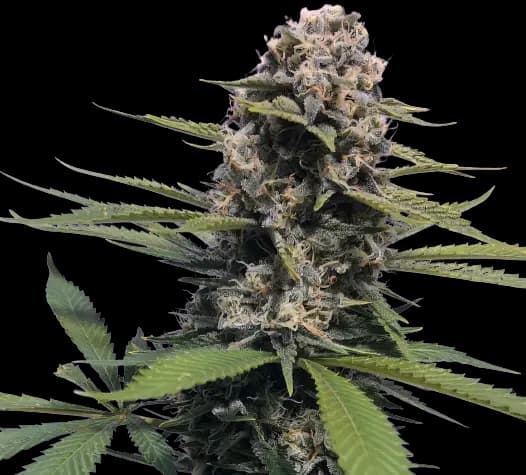 Embalaje de semillas de cannabis Timewreck — Royal King Seeds España