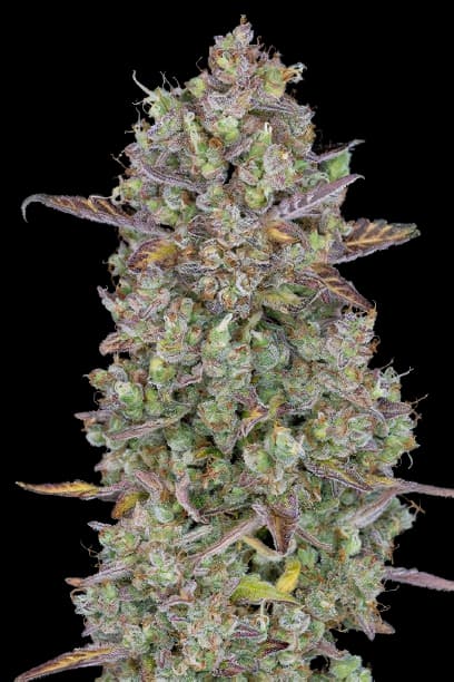 Triangle Kush Auto