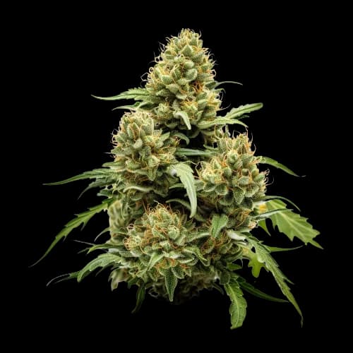 Embalaje de semillas de cannabis True OG — Royal King Seeds España