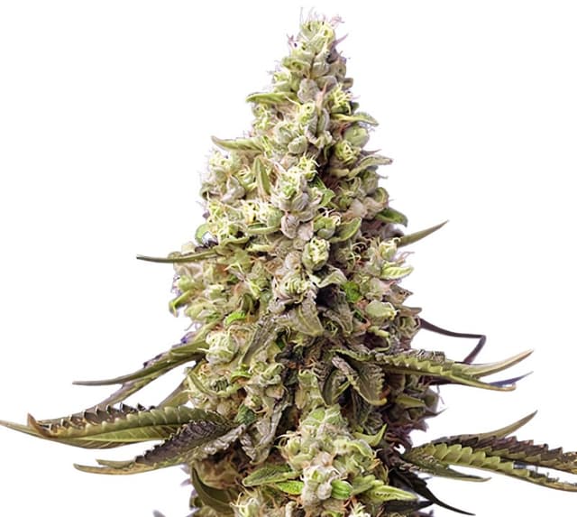 Embalaje de semillas de cannabis Violator Kush — Royal King Seeds España