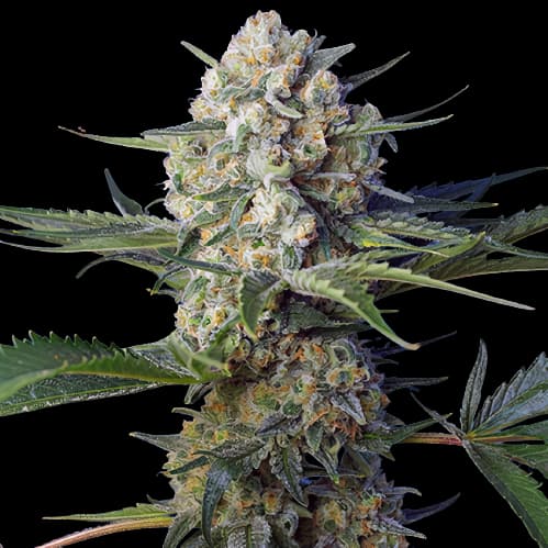 Embalaje de semillas de cannabis WTF — Royal King Seeds España