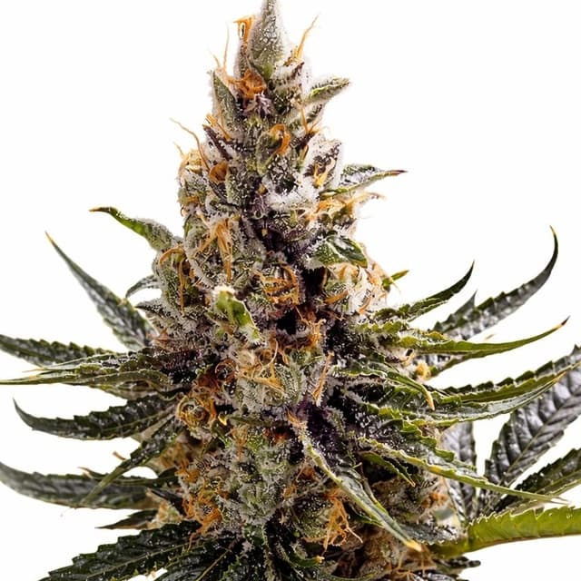Embalaje de semillas de cannabis 24k Gold — Royal King Seeds España