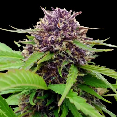 Embalaje de semillas de cannabis Amethyst — Royal King Seeds España