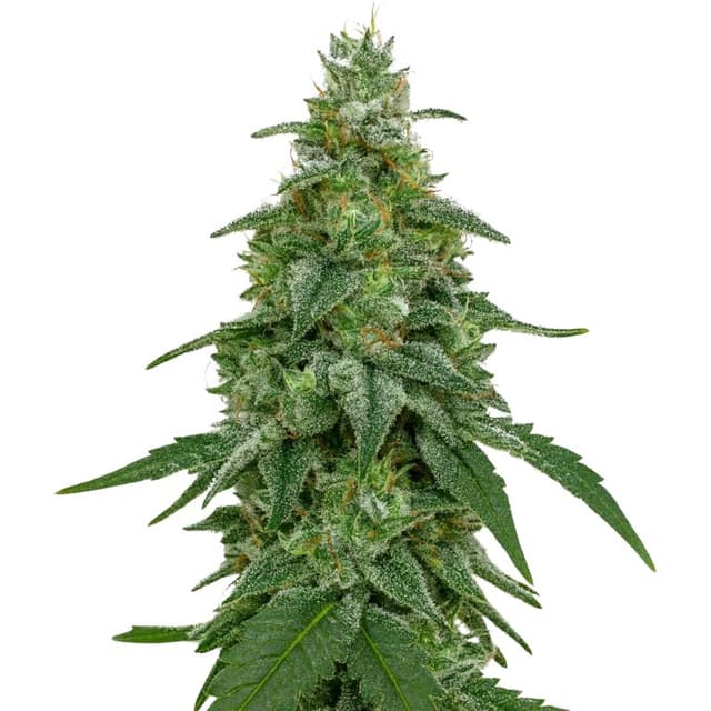 Embalaje de semillas de cannabis Area 51 — Royal King Seeds España