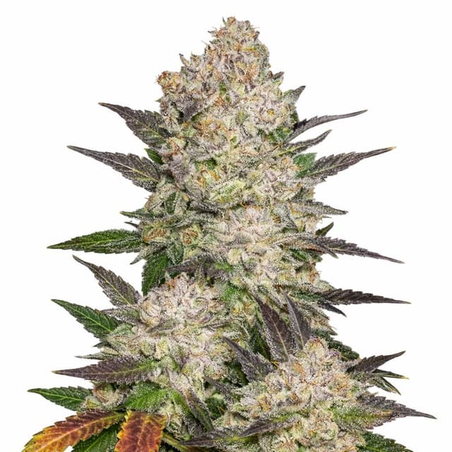 Embalaje de semillas de cannabis Cream — Royal King Seeds España