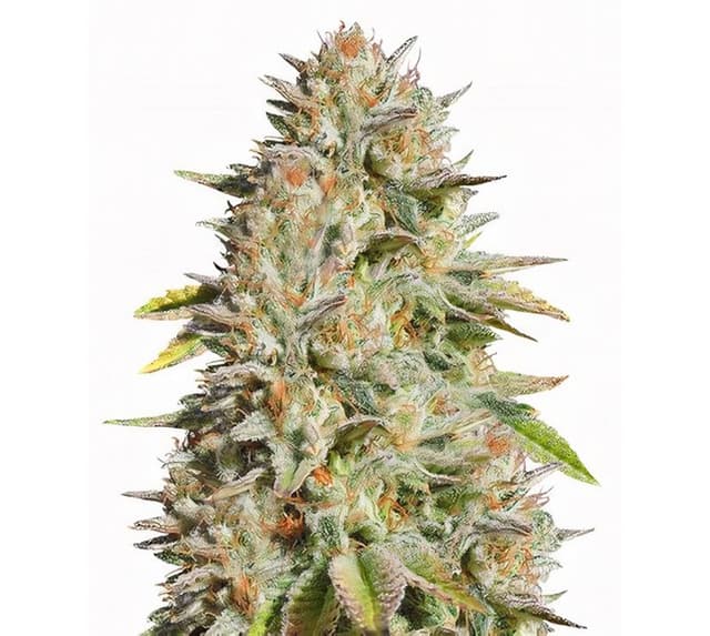 Embalaje de semillas de cannabis Harmonia — Royal King Seeds España