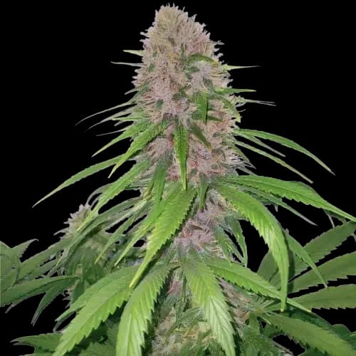 Embalaje de semillas de cannabis Magnum — Royal King Seeds España