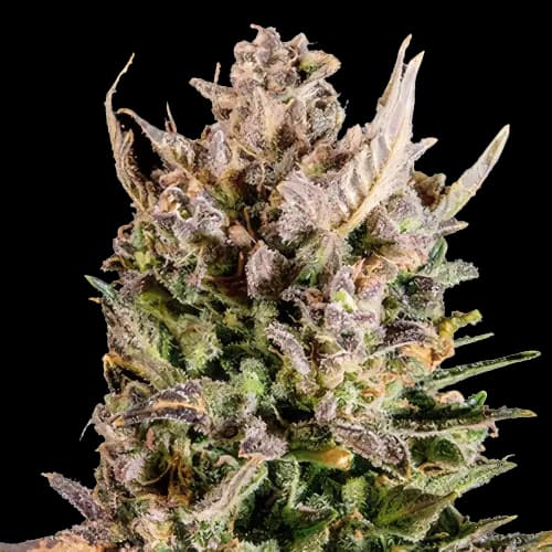 Embalaje de semillas de cannabis MK Ultra — Royal King Seeds España