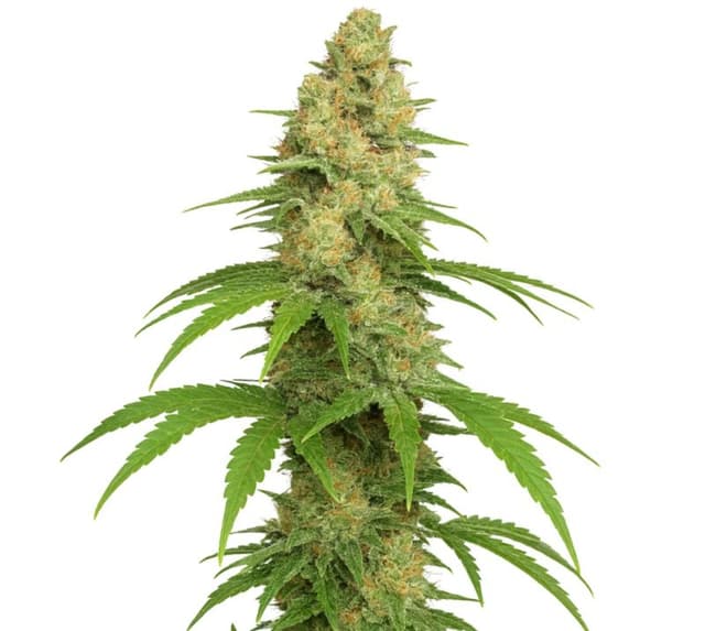 Embalaje de semillas de cannabis Sour Girl — Royal King Seeds España