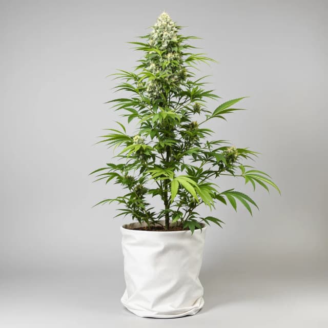 Embalaje de semillas de cannabis $100 OG — Royal King Seeds España