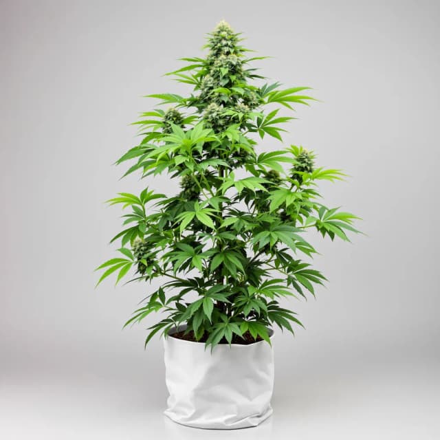 Embalaje de semillas de cannabis 13 Dawgs — Royal King Seeds España