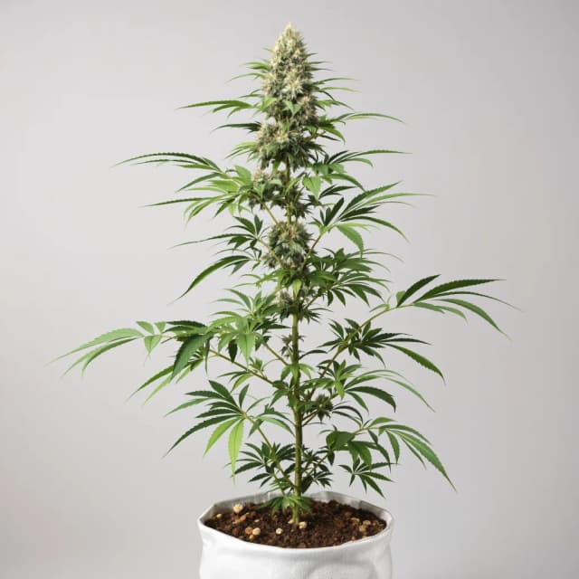 Embalaje de semillas de cannabis 24k Gold — Royal King Seeds España