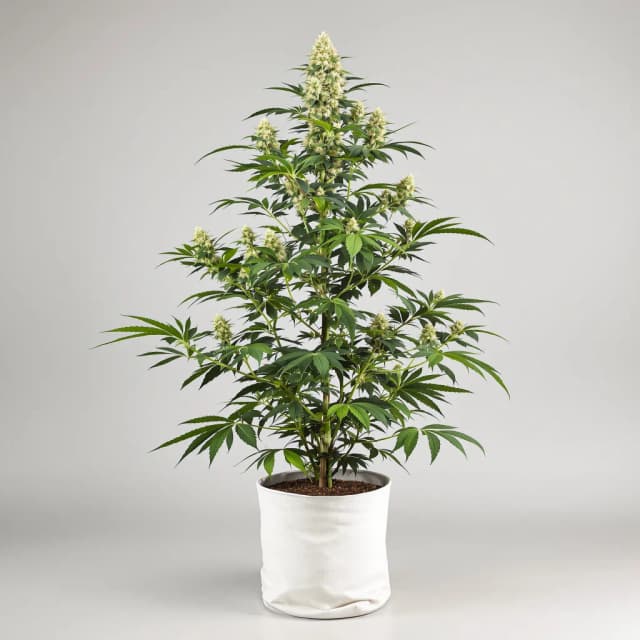 Embalaje de semillas de cannabis 24k Gold — Royal King Seeds España