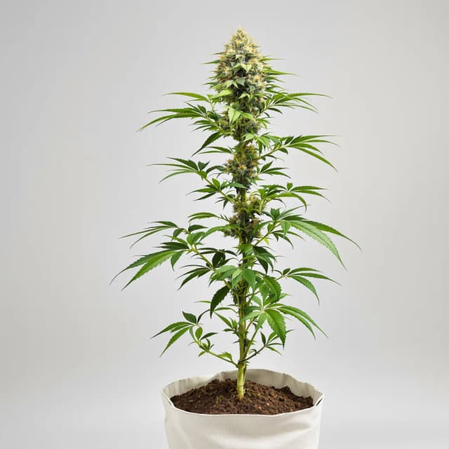 Embalaje de semillas de cannabis 303 OG — Royal King Seeds España