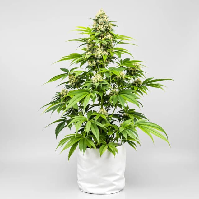 Embalaje de semillas de cannabis 3X Crazy — Royal King Seeds España
