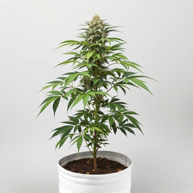 Embalaje de semillas de cannabis 3X Crazy — Royal King Seeds España