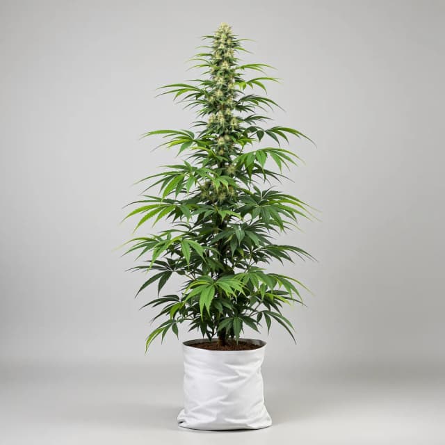 Embalaje de semillas de cannabis 5 Alive — Royal King Seeds España