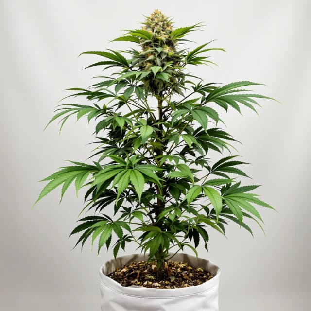 Embalaje de semillas de cannabis 5th Element — Royal King Seeds España