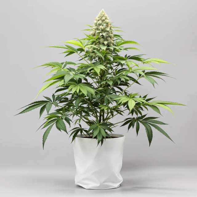 Embalaje de semillas de cannabis 5th Element — Royal King Seeds España