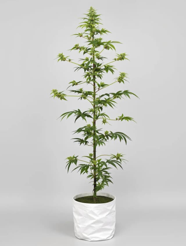 Embalaje de semillas de cannabis 707 Headband — Royal King Seeds España