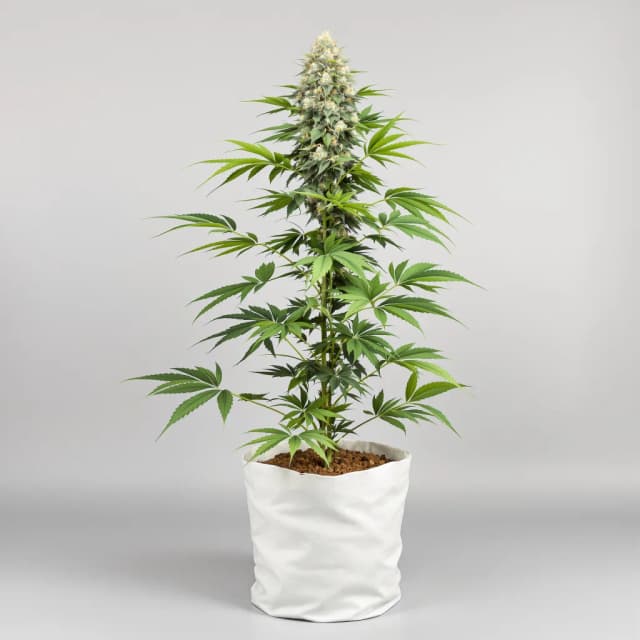 Embalaje de semillas de cannabis 9 Pound Hammer — Royal King Seeds España