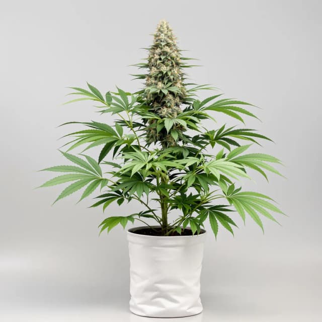 Embalaje de semillas de cannabis A-10 — Royal King Seeds España