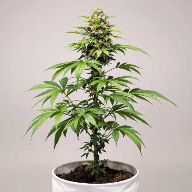 Embalaje de semillas de cannabis A-Train — Royal King Seeds España