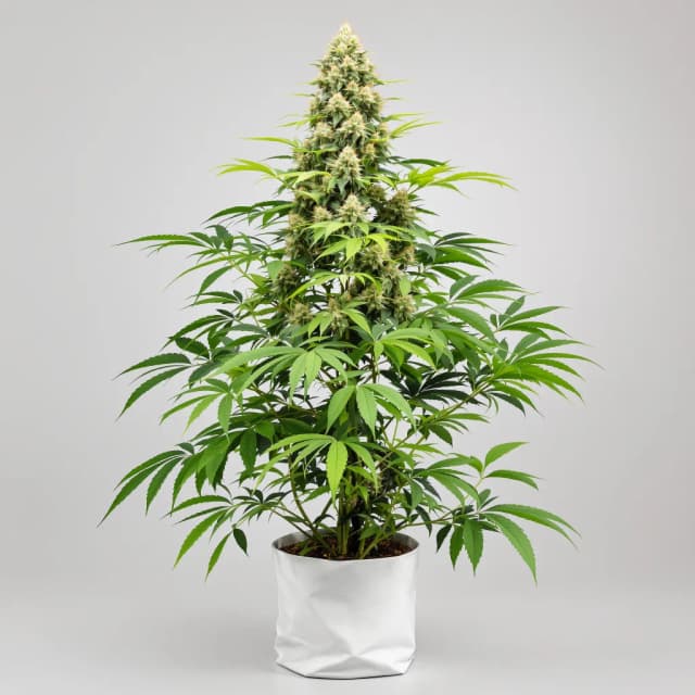Embalaje de semillas de cannabis Aberdeen — Royal King Seeds España