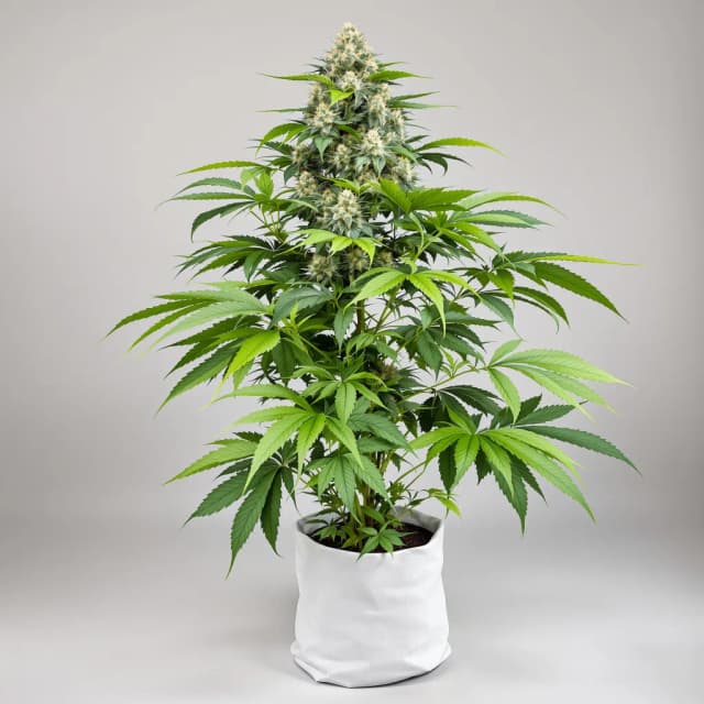 Embalaje de semillas de cannabis Abusive OG — Royal King Seeds España