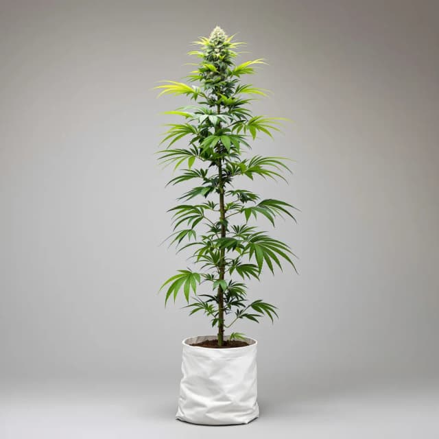 Embalaje de semillas de cannabis Acapulco Gold — Royal King Seeds España