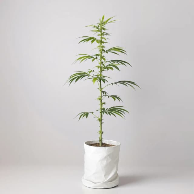 Embalaje de semillas de cannabis Acapulco Gold — Royal King Seeds España
